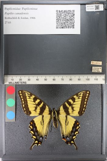 Media type: image;   Entomology 135458